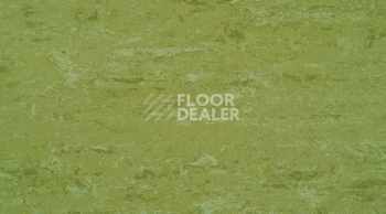 Линолеум Gerflor Linodur Sport 1011 Avocado Green фото 1 | FLOORDEALER
